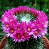 Mammillaria _spinosissima _cv.'Un Pico'_ 15